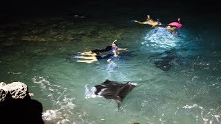 5 Big Manta Rays Feasting At Kaunaoa Beach At Manta Ray Point In Hawaii