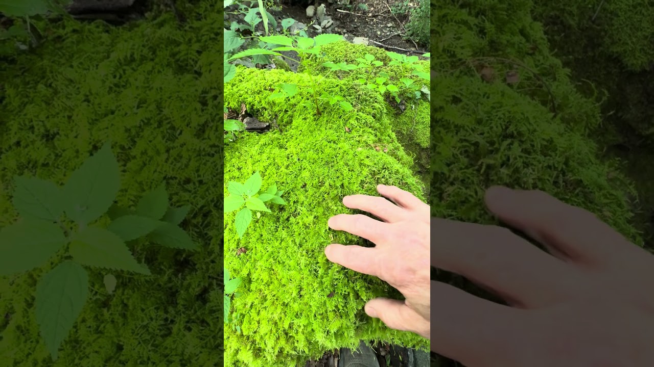 ASMR moss covered rock
