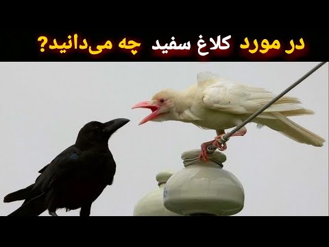 در مورد کلاغ سفید چه میدانید آیا تا کنون کلاغ سفید دیده اید