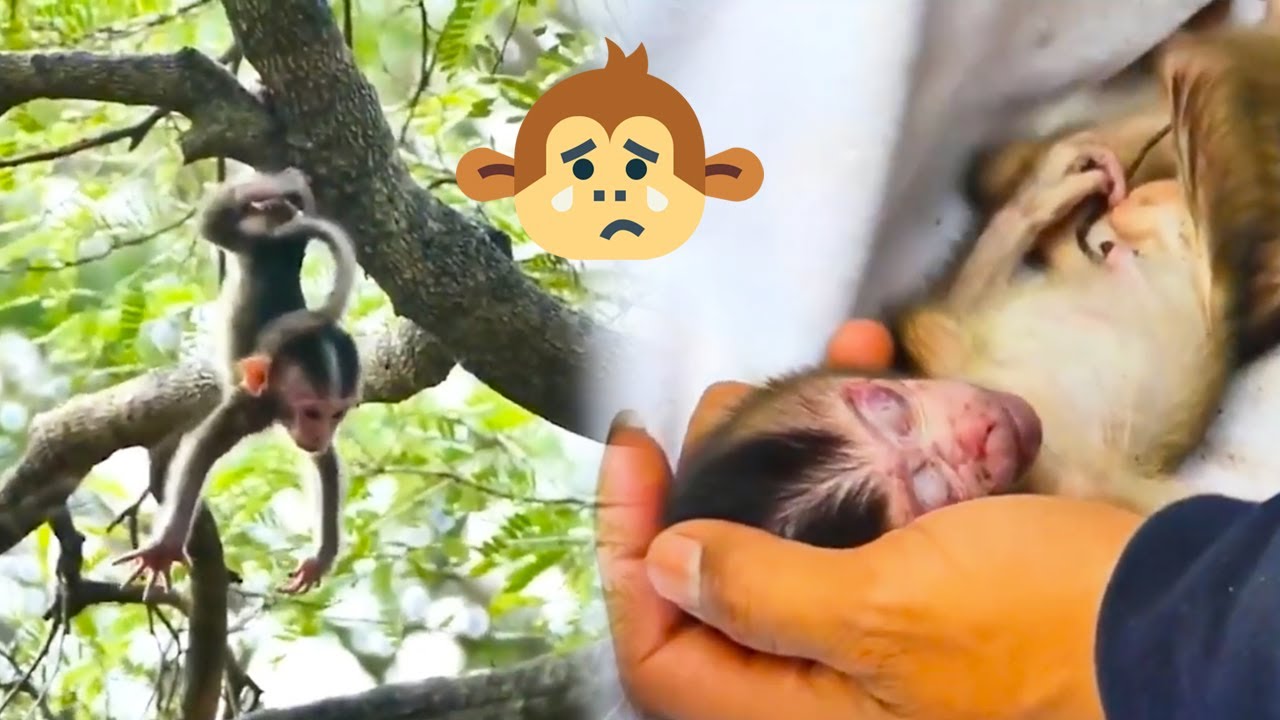 The poor baby monkey was abandoned by the mother monkey on a high tree ...