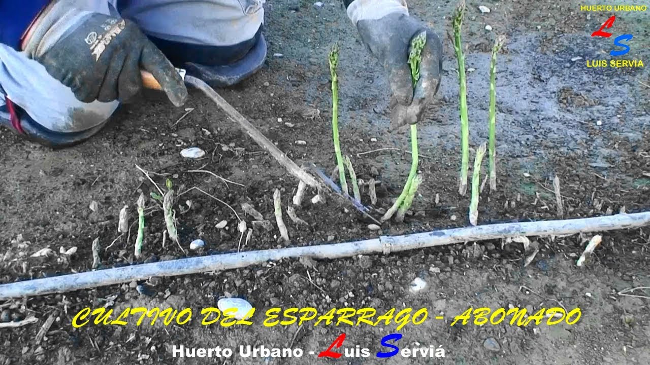 Como Cultivar Espárragos Los Verdes o Trigueros - Abonado de Invierno - Huerto Urbano Luis Servia