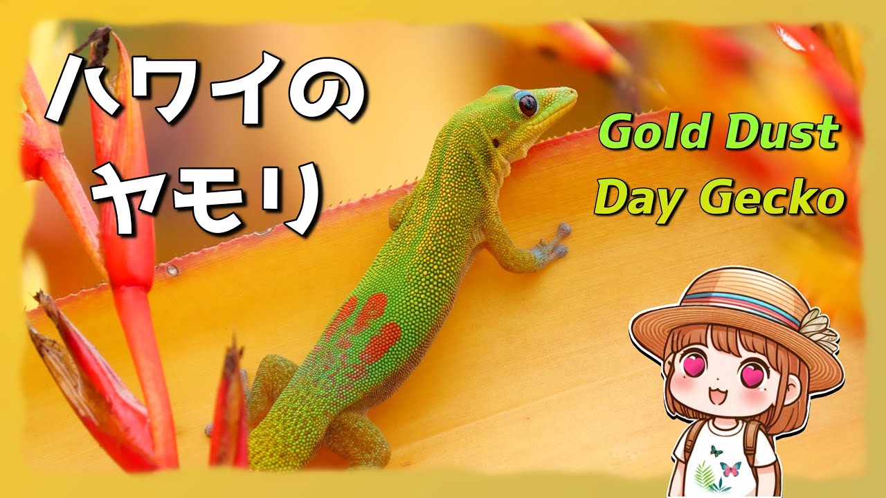 This Beautiful Gecko Doesn't Even Belong Here！ - YouTube
