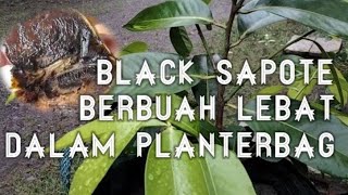 BLACK SAPOTE DALAM PLANTERBAG | REVIEW
