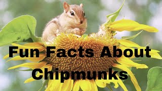 Fun Facts About Chipmunks