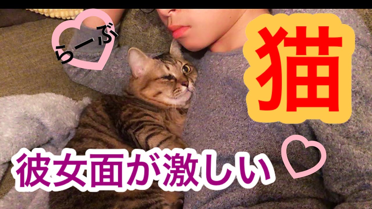 ねこ 彼女面して男 人間 と添い寝する猫 Youtube