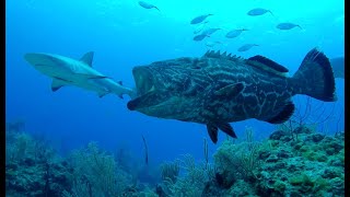Spearfishing Deep Reefs in Marathon Florida 75 ft