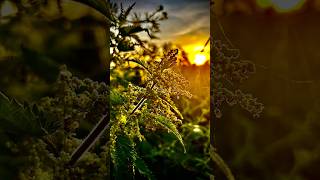 I took these photos!😁🇮🇪@FMpics-m6v #photography #youtube #michaeljackson #beatit #fyp #satifying