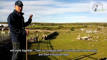 In Practice #2 Whistle Commands with 2 dogs