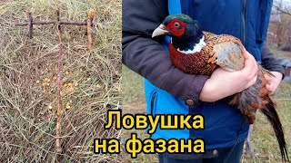 Ловушка подъёмная петля на фазана. Фазан попался!