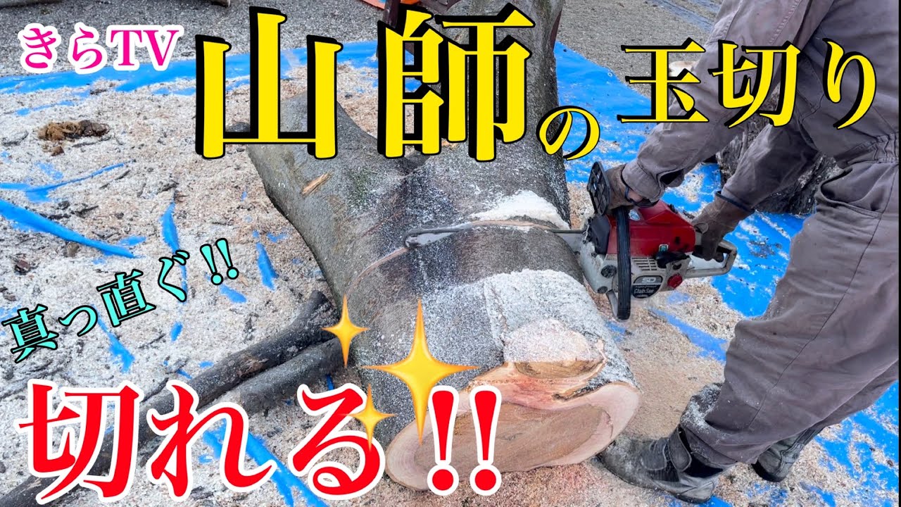 【薪の巻き】チェンソーで原木からのかんたん玉切り‼︎薪ストーブやキャンプの焚き火に‼︎注意てんやコツを紹介‼︎