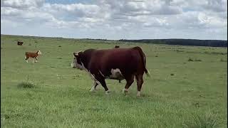 Corcho Polled Hereford Gensur