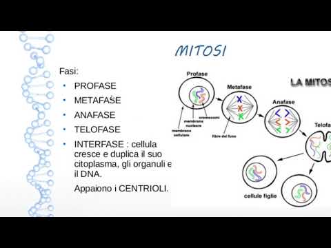 La DIVISIONE CELLULARE, il DNA, GENI e CROMOSOMI