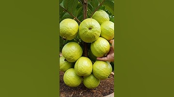 Grow Guava Plants FAST with This One Simple Technique😮 #guava #gardening