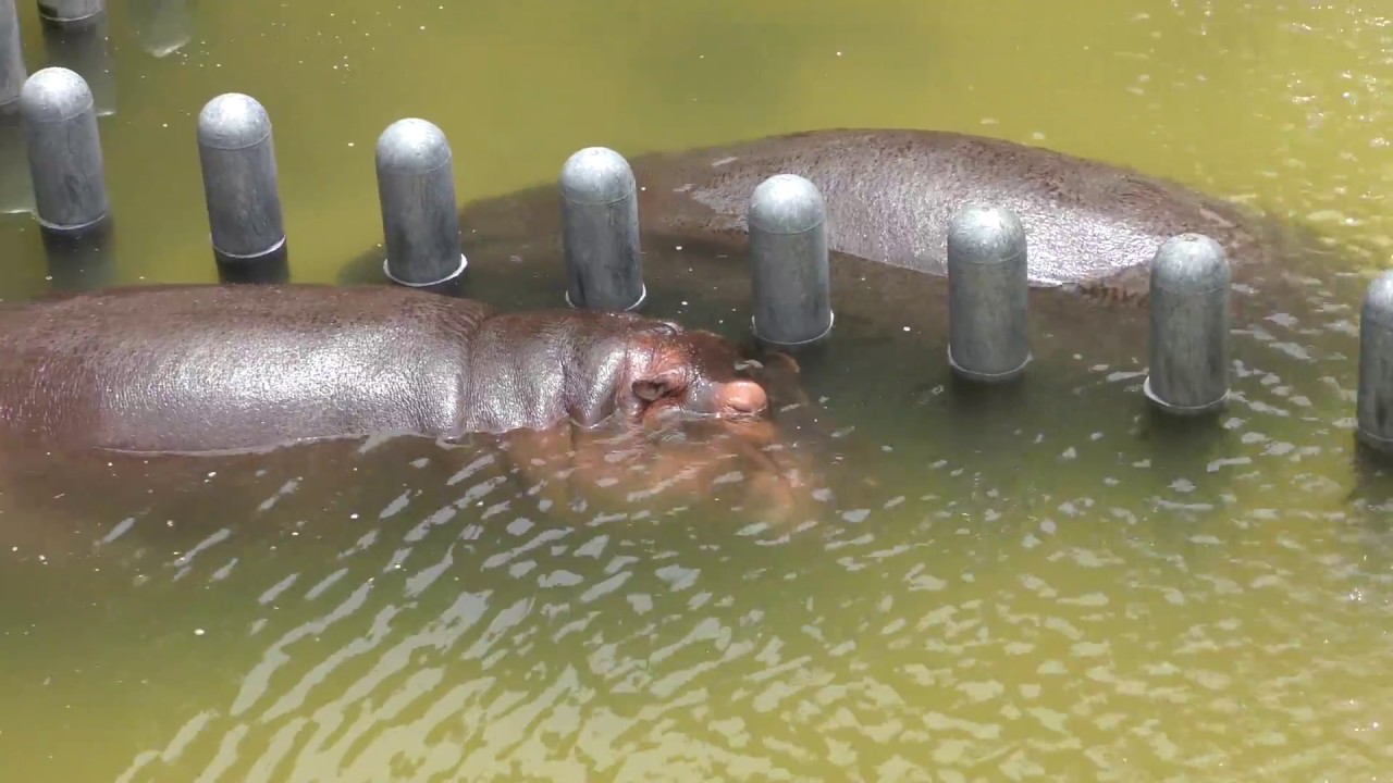 カバ の『リョウマ』と『ナナミ』 (平川動物公園) 2018年7月29日