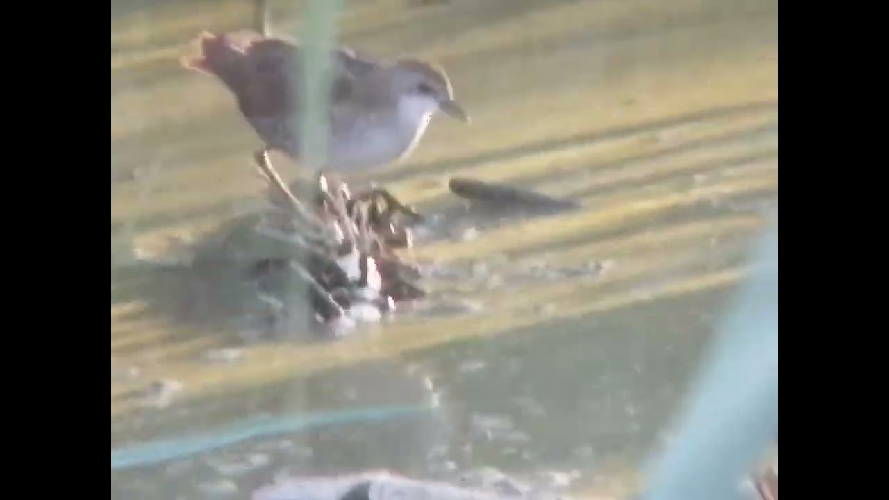 مرعة صغيرة Zapornia parva