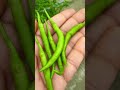 কাঁচা ঝাল! #shorts