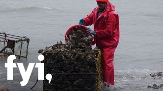 Food Factory USA: Life as an Oyster Farmer | Home.Made.Nation