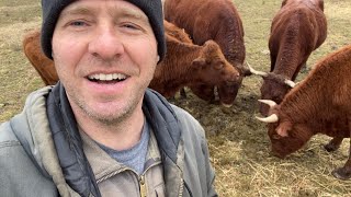 Can Grass-fed Animals Gain in Winter on Minimal Inputs? | St. Croix Sheep and Red Devon Cattle