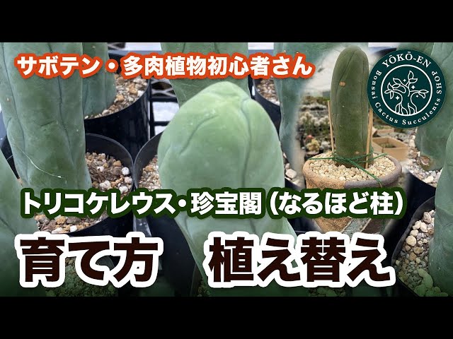 サボテン 】トリコケレウス・珍宝閣 陶器鉢への植え替え、管理方法