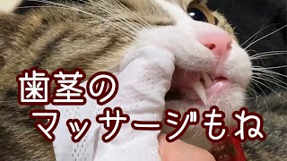 猫のルナ★歯磨き　Dentifrice.