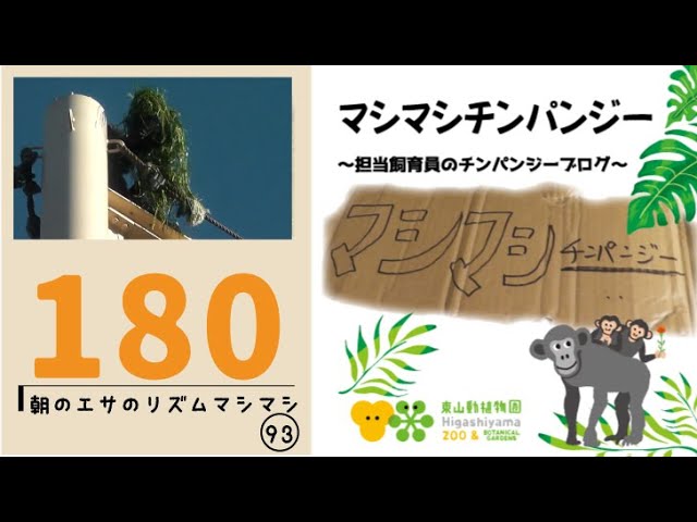東山動植物園公式】マシマシチンパンジー『第180回 朝のエサのリズム
