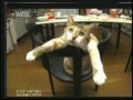 「うちの猫ら」拾い猫7匹との賑やかな共同生活【ねこである。】第9回part1（2010年7月4日）