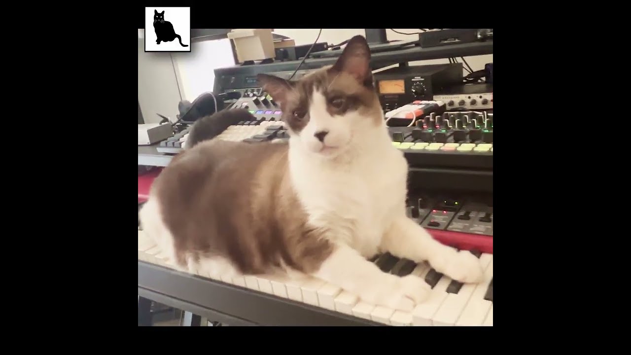 Big Merp plays SuperStarSaw! | #Cat #synth drone