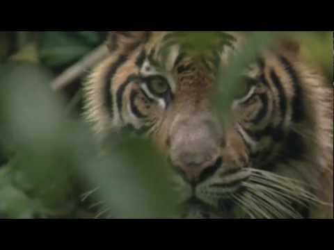 Vidéo: Les tigres vivent-ils dans la forêt pluviale tempérée ?