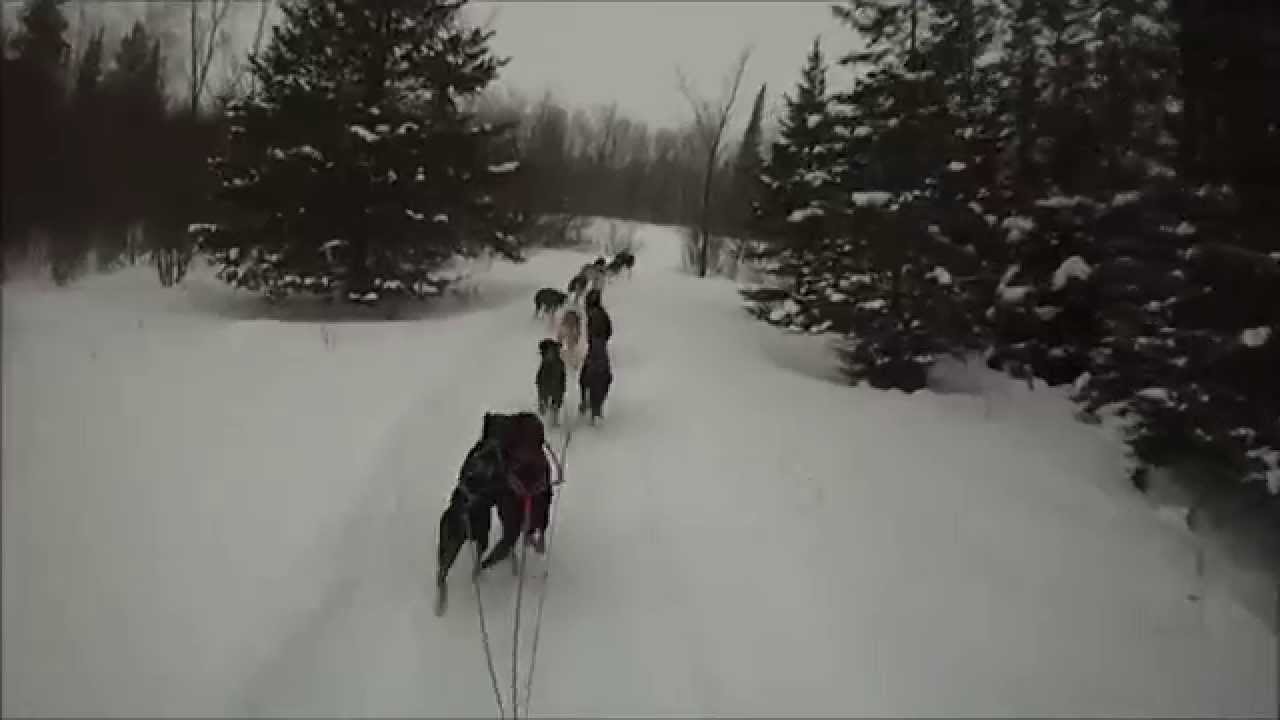 How to Hook Up and Train 16 Sprint Sled Dogs Windigo Kennels