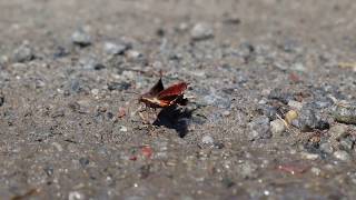 Nessus Sphinx Moth