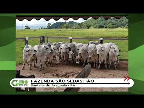 13/04/2022 - O lote em destaque da Fazenda São Sebastião