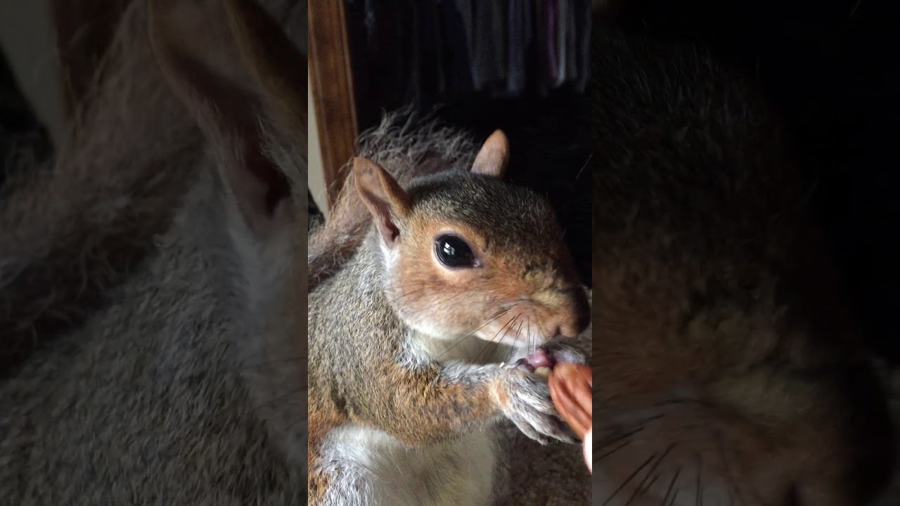 Pip the Squirrel - don't touch my nuts!