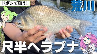 長尺ドボン！荒川で狙う尺半ヘラ（45cm）ずんだもんと行く！秋の