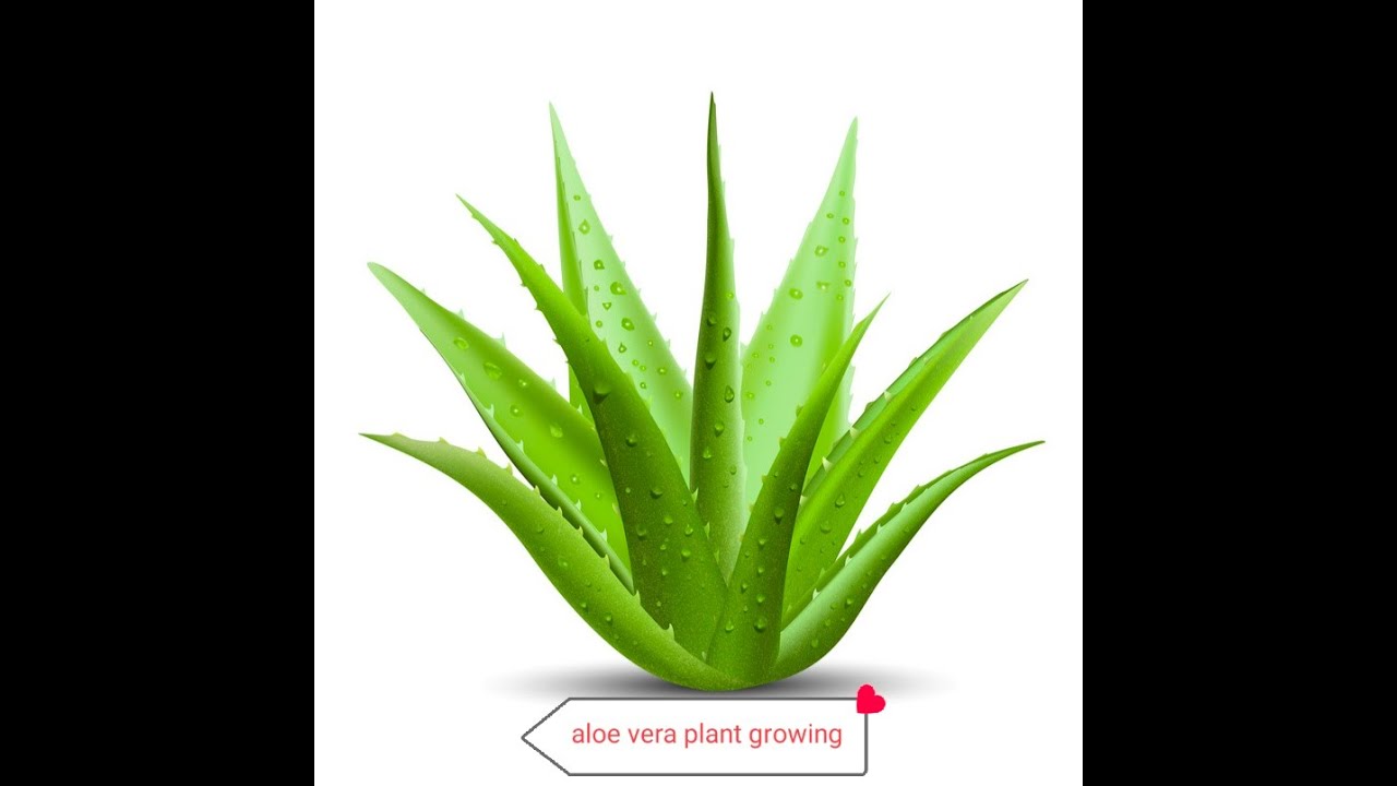 Aloe vera plant care in tamil