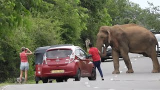 People who go to fierce elephants get out of their vehicles and stand next to each other.