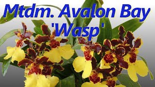 Oncidesa Avalon Bay 'Wasp'-an oncidium family orchid