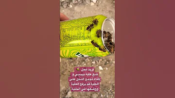 صيد النحل بطريقة سهلة 