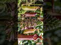 啵啵頭BOBOTO: #豬籠草花 #食蟲植物 #Nepenthes #豬籠草開花 #縮時攝影 #TimeLapse #微距攝影 #植物奇觀 #CarnivorousPlants #花開