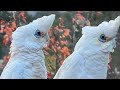 Birds go WILD in Australia!