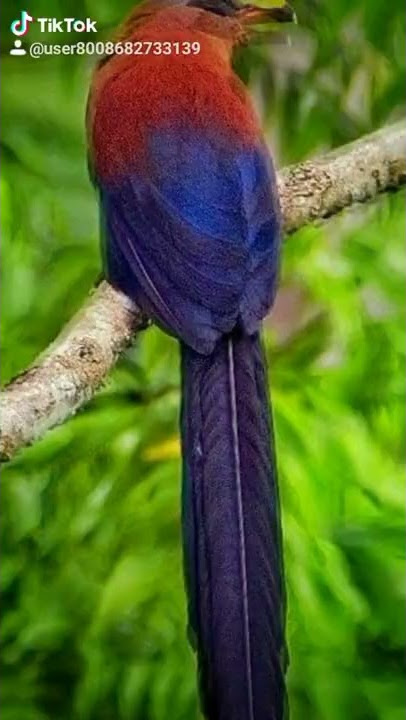 jenis burung kadalan