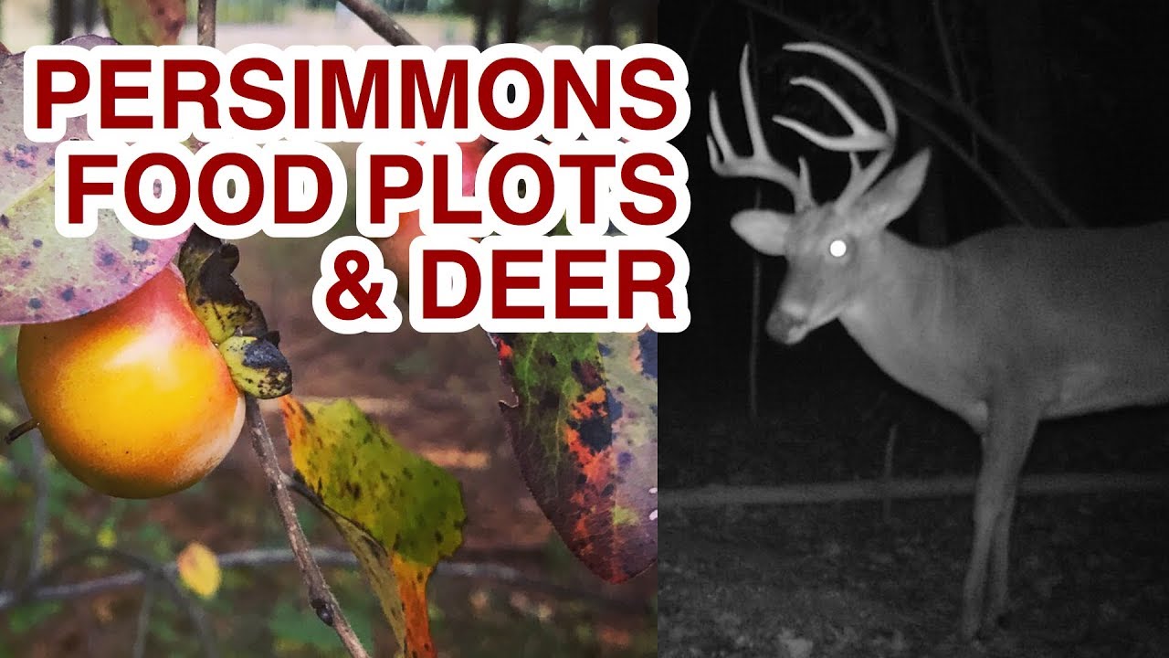 Wild Persimmons And Food Plots For Deer