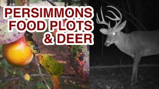Wild Persimmons and Food Plots for Deer