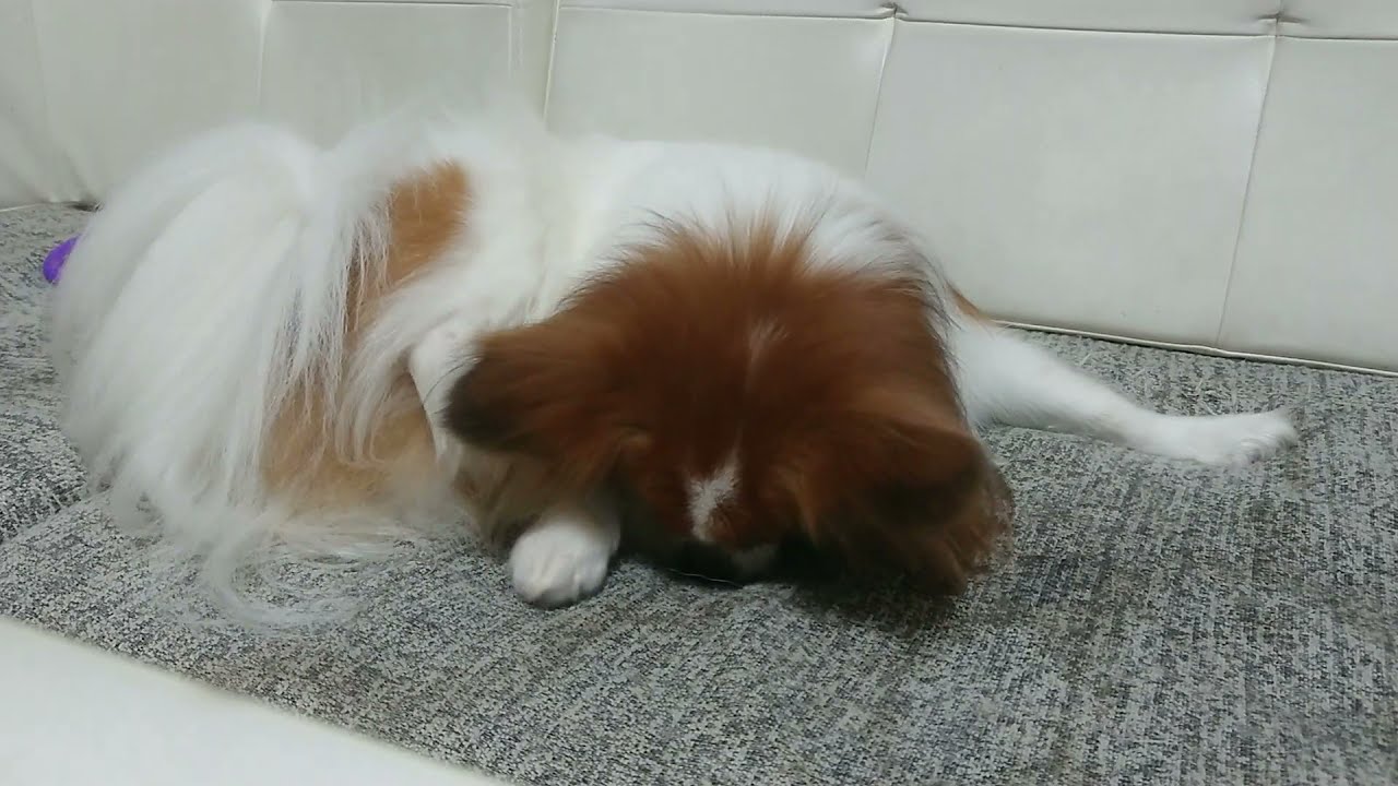 犬がずっとペロペロしてるのは癖や習慣じゃない ２つの理由と私の体験談 共働きでdogs