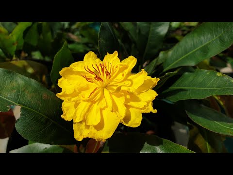 Video Mai Cúc Hoàng Đế Nở Hoa - 24/07 ÂL - youtube