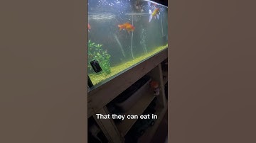 How Often Should You FEED Your GOLDFISH?