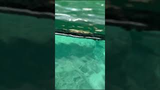 Fish In The Water