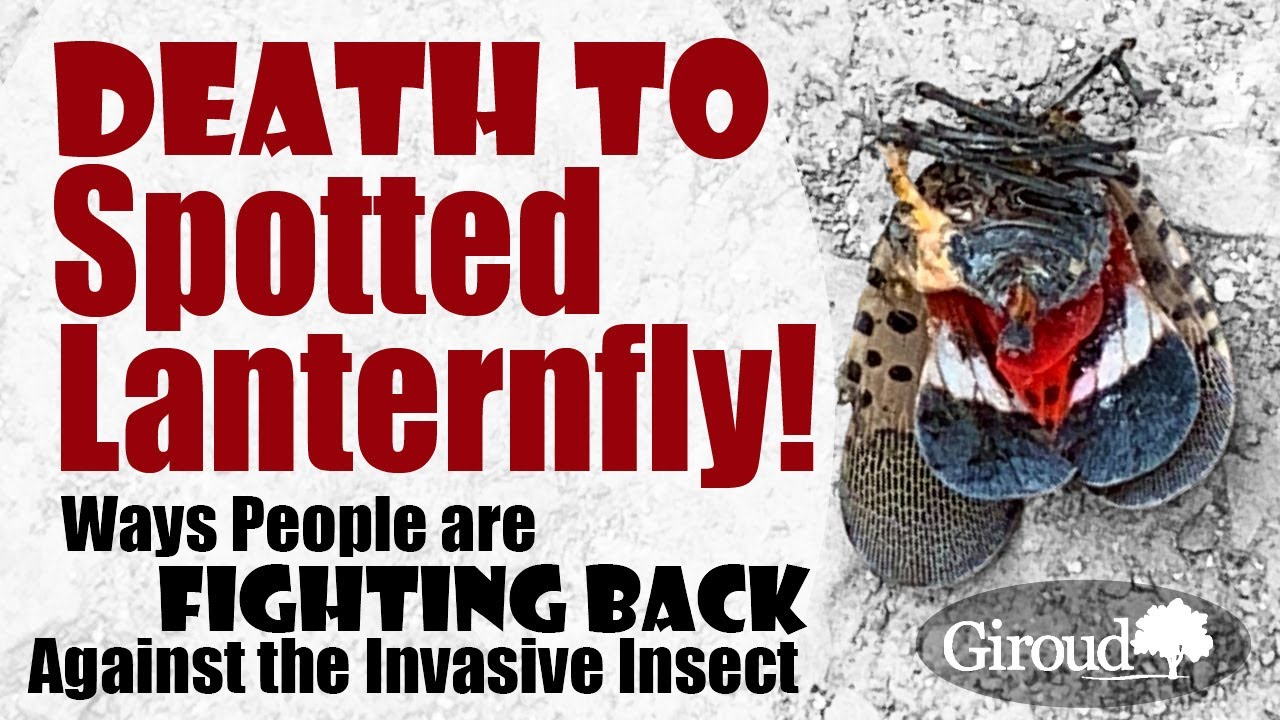 killing-spotted-lanternfly-youtube