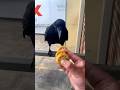 "A Crow’s Sweet Surprise: Sharing Biscuit with a Feathered Friend!" #Shorts