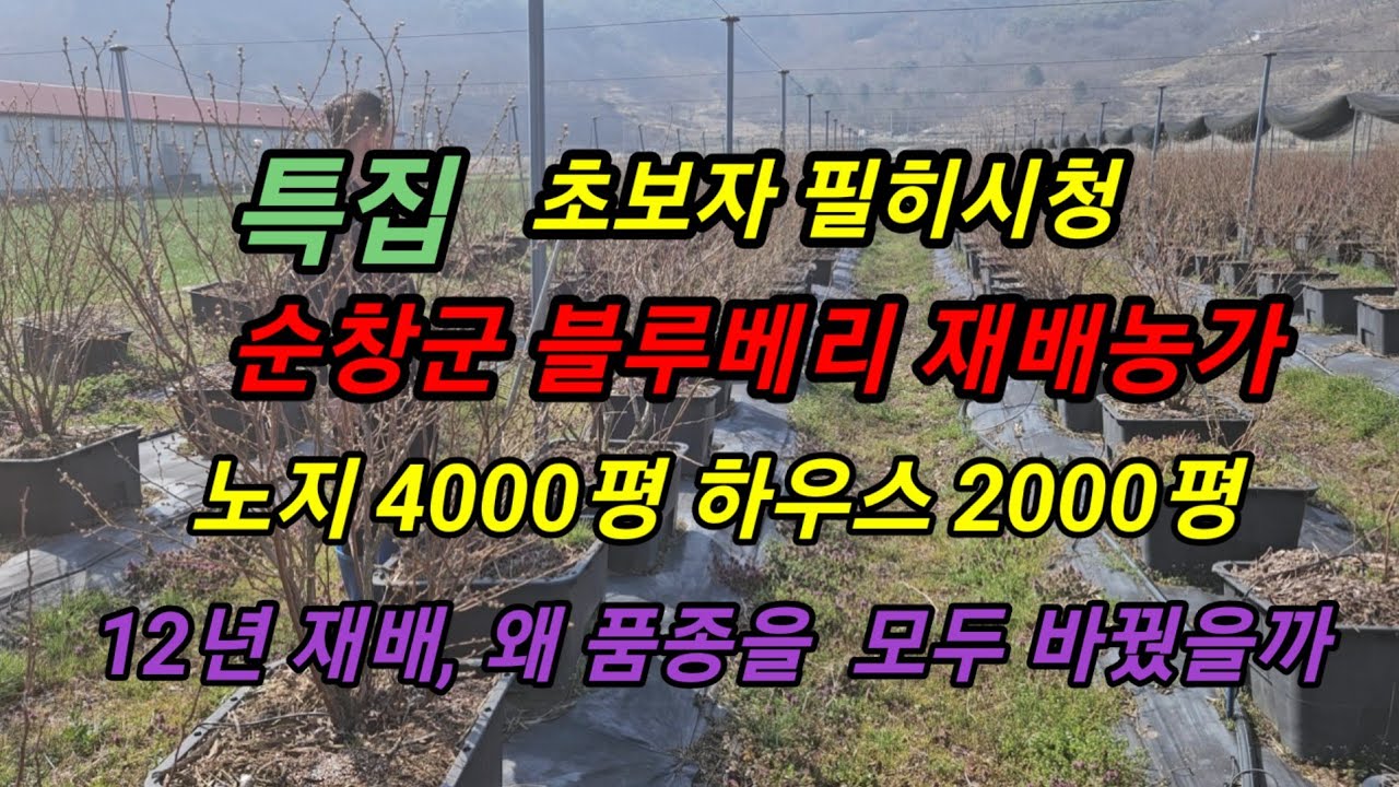 순창 블루베리 6000평 재배농가. 왜 품종을 6000평 모두 교체할까. 그 이유가 여기에 있다.#메도우락 전문농원 #메도우락 묘목판매(010 8895 4161)