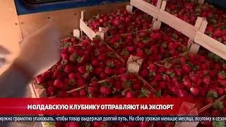 Молдавскую клубнику отправляют на экспорт Молдавскую клубнику отправляют на экспорт